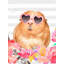 Cochon d'Inde avec lunettes - animaux illustratifs sur toile
