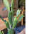 59'' Faux Cactus Plant in Cement Planter
