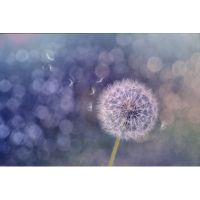 Fluffy Dandelion - Photographie sur toile tendue