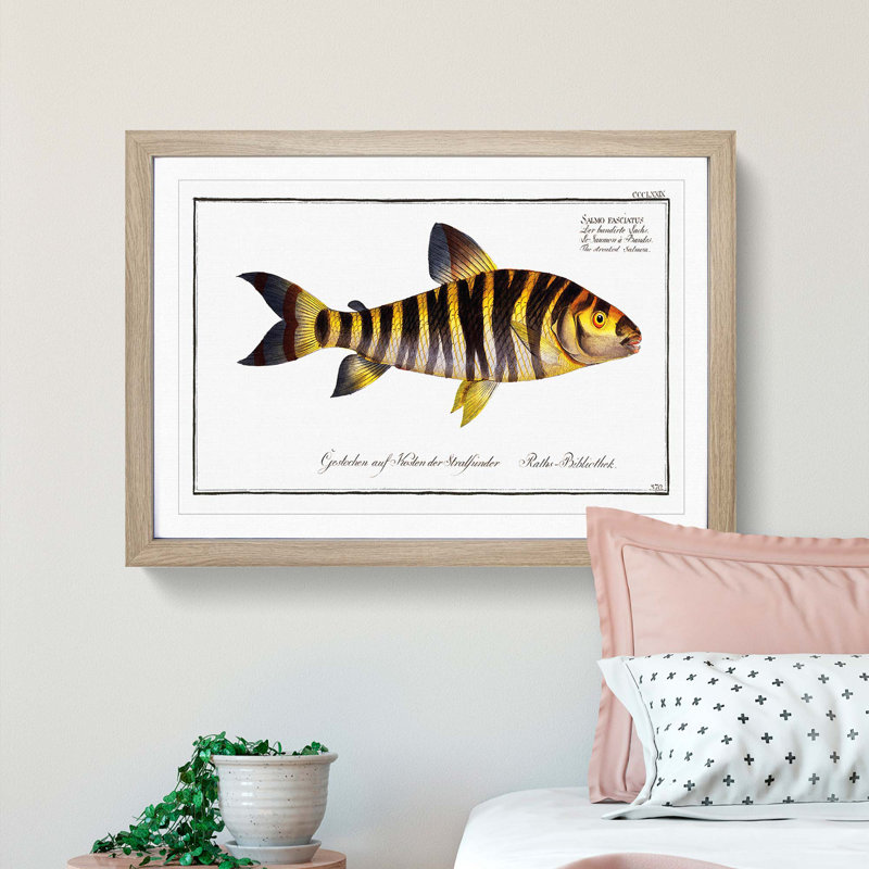 Streaked Salmon Fish by M.E. Bloch - Picture Frame Art Print, Oak Framed, 27cm H x 36cm W x 2cm D