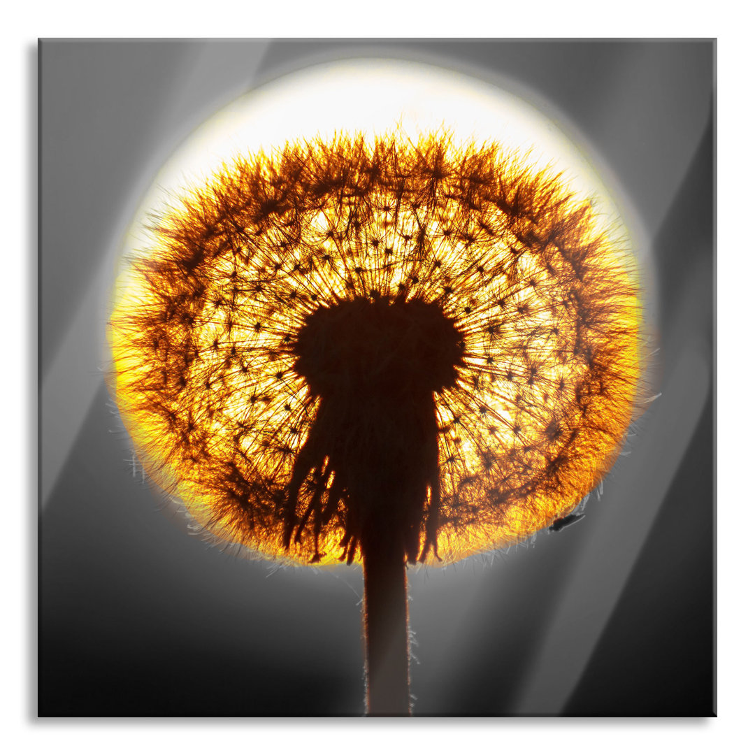 Glasbild Pusteblume vor untergehender Sonne