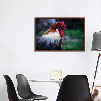 Rooster by Paul Haag - Print on Canvas