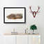 American Brown Weasels by J.W. Audubon - Single Picture Frame Painting-55545139-55545141