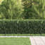 200 cm W Fence Panels Fencing with 1 Panel(s) Included Panel(s) Included-124587328
