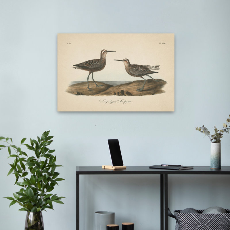 Bécasseau côtier et rétro à longues pattes, H 24 po x l 16 po