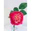 Faux English Rose Floral Arrangement