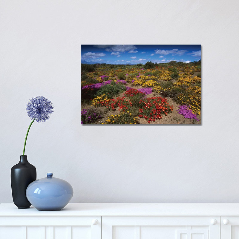 Dewflowers And Other Blooms, Little Karoo, South Africa by Tui De Roy - Wrapped Canvas Print, 30.48 cm H x 45.72 cm W