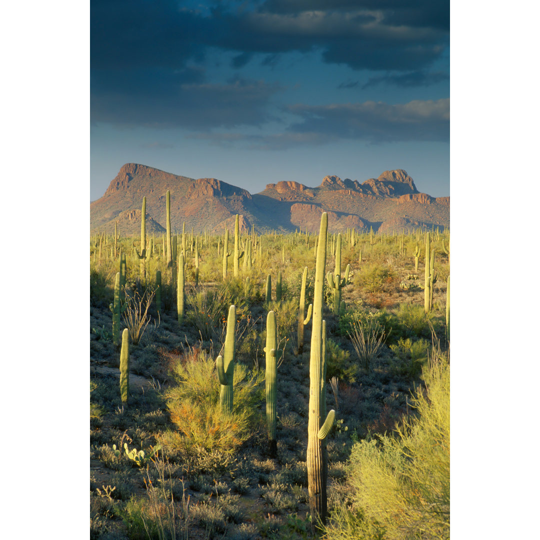 Saguaro-Kaktus in der Sonoran-Wüste und den Bergen