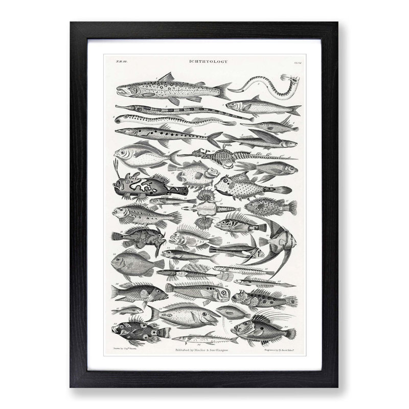 Study of Fish XLVH by Oliver Goldsmith - Picture Frame Drawing Print, 48cm H x 36cm W x 2cm D, Black Framed