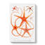 Star Fish Varieties by Albert I - Wrapped Canvas-55318935