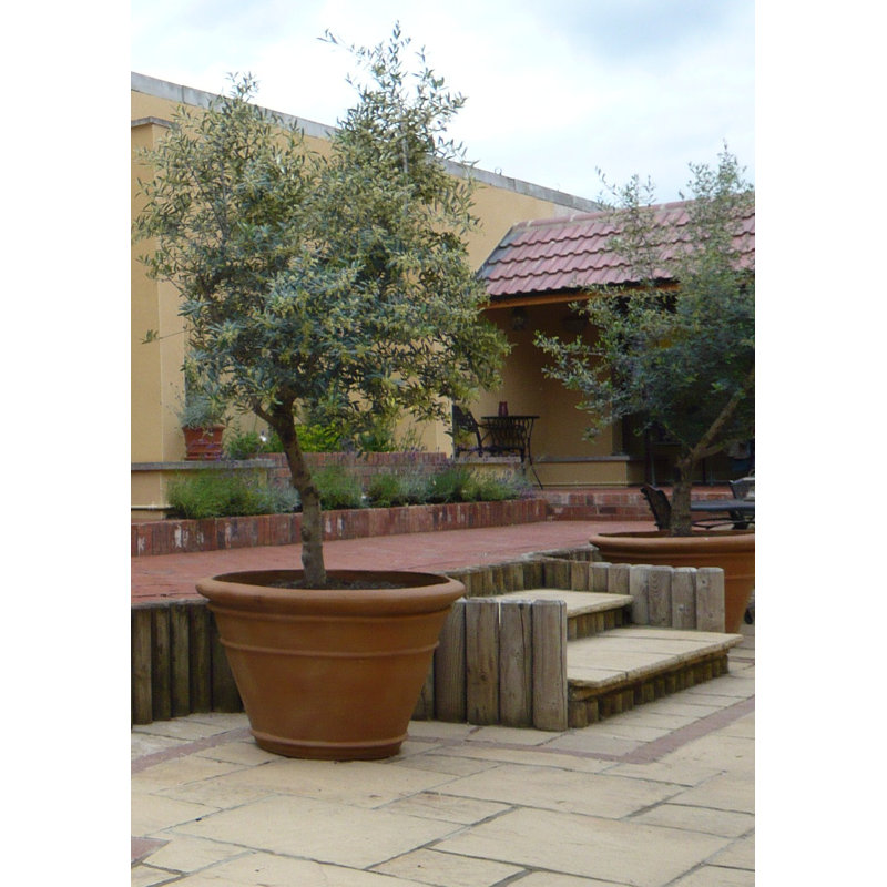 Balhi Fibreglass Planter, 117 cm H x 160 cm W x 160 cm D
