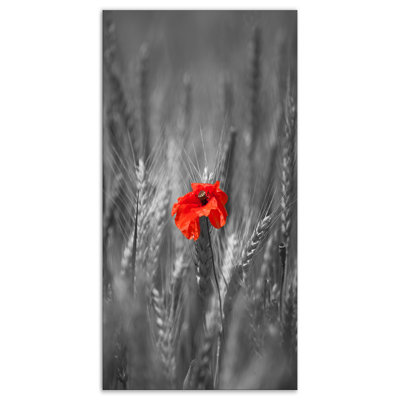 " Single Red Poppies "