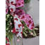 Couronne de verdure Saint-Valentin