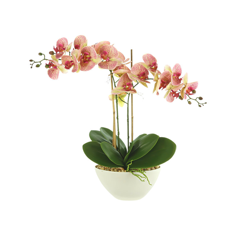 Arrangement d'orchidées en pot, Or rose