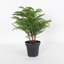 Live Norfolk Island Pine Plant