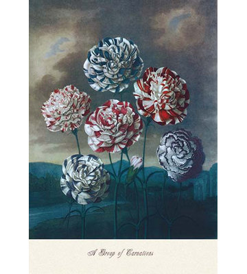 Un groupe d’oeillets, reproduction d’art