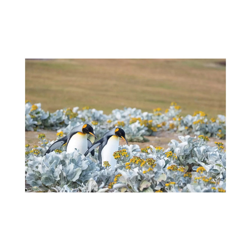 King Penguin on Falkland Islands. 1 Piece Wrapped Canvas Wall Art, 30.48 cm H x 45.72 cm W
