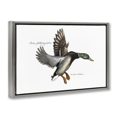 Flying Mallard Duck Gold Framed Floater Canvas by Jadei Graphics