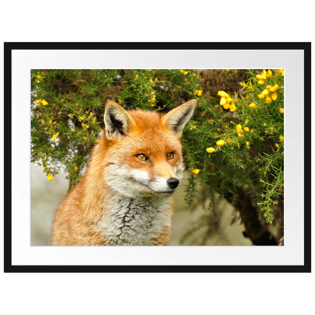 Gerahmtes Poster Aufschauender Fuchs