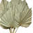 Erkson Preserved Palm Spear Stems