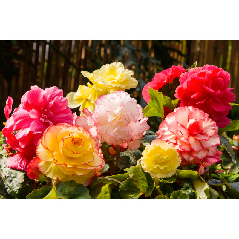 Fleurs - photographie sur toile, H 32 po x l 48 po