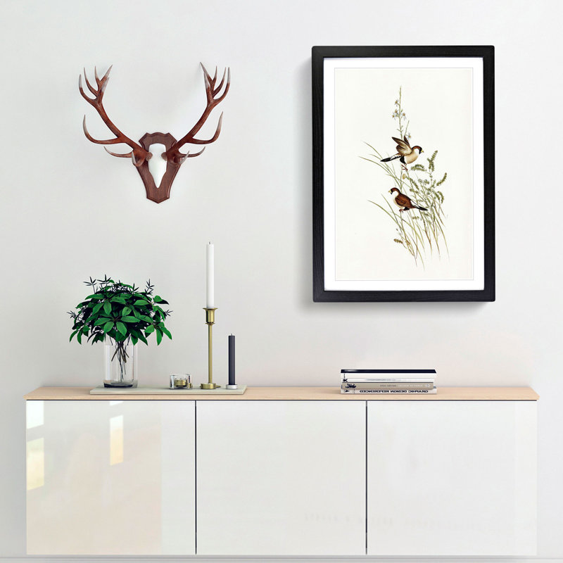 White-Eared Grass Finch Birds by Elizabeth Gould - Picture Frame Painting Print, Black Framed, 65cm H x 48cm W x 2cm D