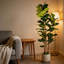 Figuier artificiel de 5,2 pi en pot blanc, décor de plante d'intérieur Real Touch