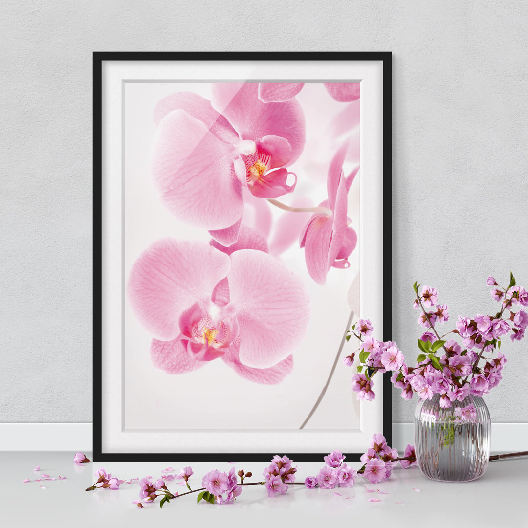 Gerahmtes Poster Delicate Orchids