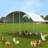63 Square Feet Chicken Run