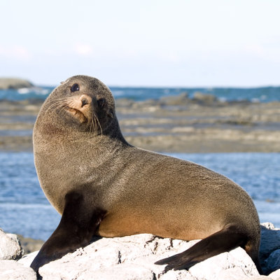 Fur Seal by holgs - Wrapped Canvas Square Print