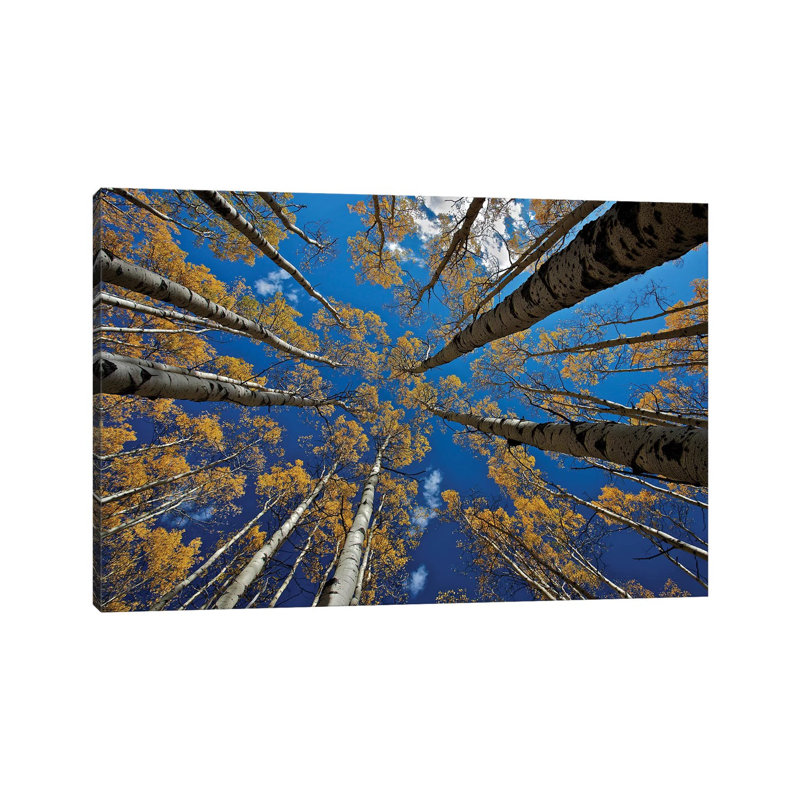 Aspen's Fall by Verdon - Print on Canvas, 20.32cm H x 30.48cm W x 1.91cm D, Wrapped Canvas