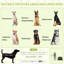 Tente pour chien Pawhut Pop Up pour chiens de très grande taille et de grande taille