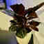 Customer photo 1 of 3