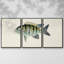 Collection de poissons tropicaux VI 3 pièces-2133593197-2133593191