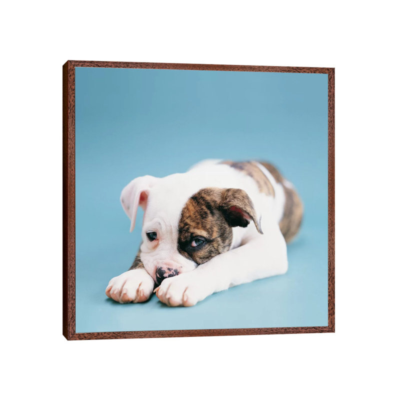 Shadow by Rachael Hale - Print on Canvas, 93.98 cm H x 93.98 cm W, Classic Brown Wood Framed