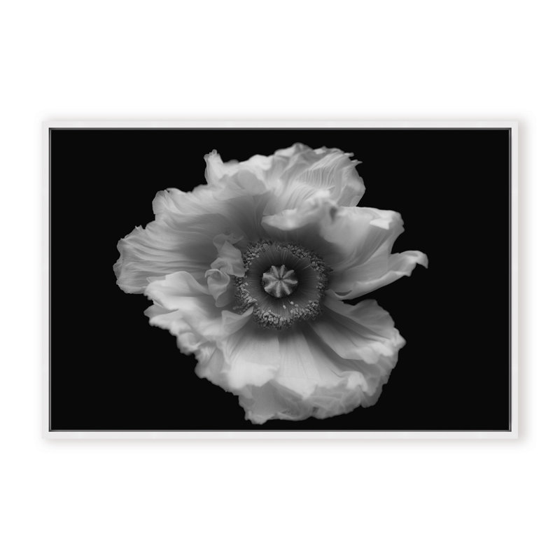 Nature Inspired Poppy in Mono by  - Picture Frame Photograph on Paper, 32" H x 48" W x 1.125" D, Framed Matted Print, Black