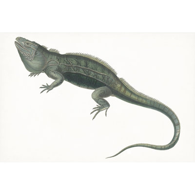 Impression sur toile tendue, iguane antique