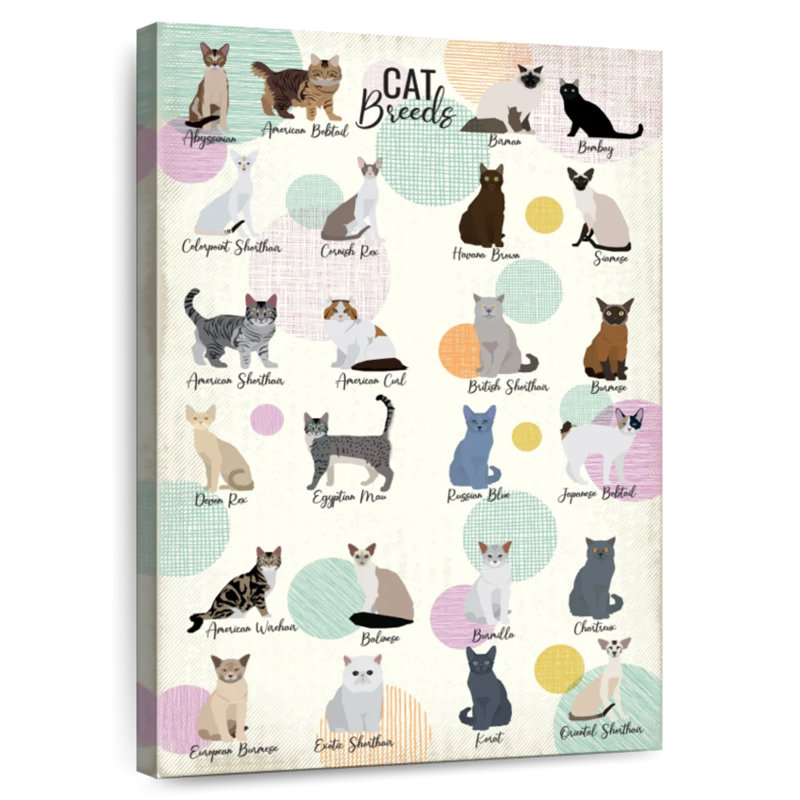 Brampt Cat Breeds Chart, 36" H x 24" W