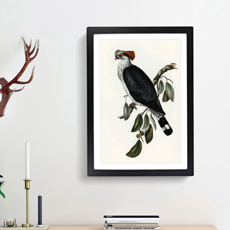 Top-Knot Pigeon by Elizabeth Gould - Picture Frame Painting Print, 48cm H x 36cm W x 2cm D, Black Framed