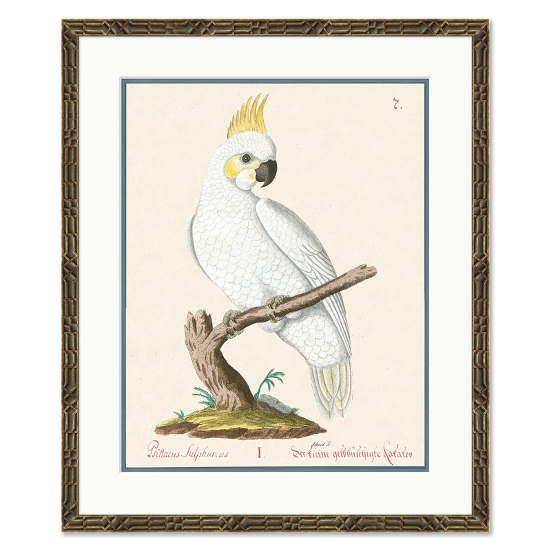 Psittacus Sulphurius
