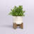 11'' Faux Eucalyptus Plant in Planter