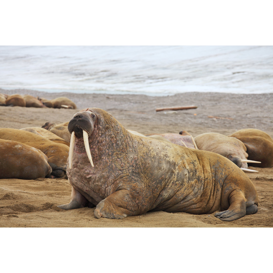 Leinwandbild Walrus Family With Giant Tusks