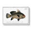 Black-Umber Fish by M.E. Bloch - Wrapped Canvas Painting-55371358
