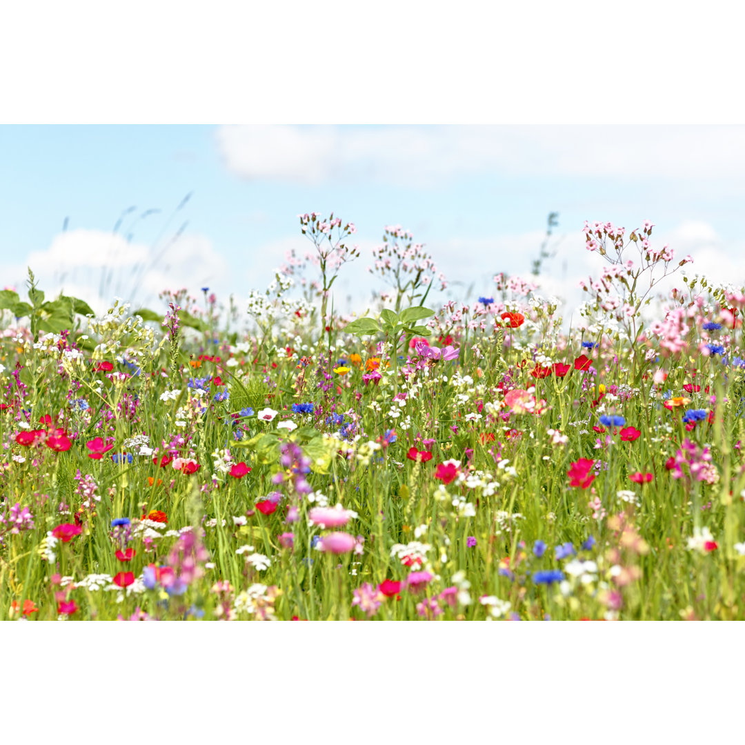 Blumenwiese von AntiMartina - Druck auf Leinwand ohne Rahmen