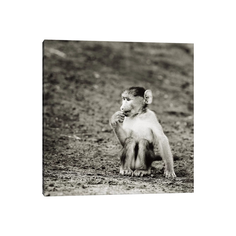 B And W Cheekey Monkey by Klaus Tiedge - Wrapped Canvas Print, 66.04 cm H x 66.04 cm W x 1.91 cm D