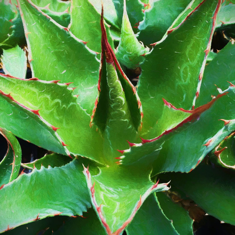 " Agave Montana ", 36" H x 36" W x 1.5" D