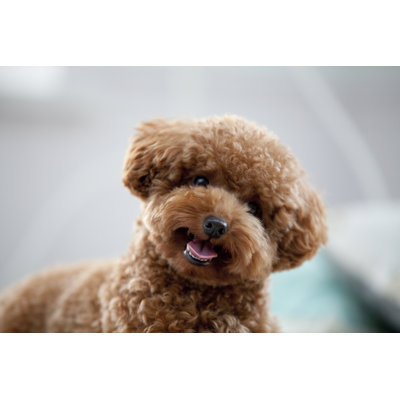 On A Bed Of Iniquity To Poodle - Wrapped Canvas Print