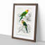 Parrot Illustrations by Charles dOrbigny - Framed Print-55578390-55578388