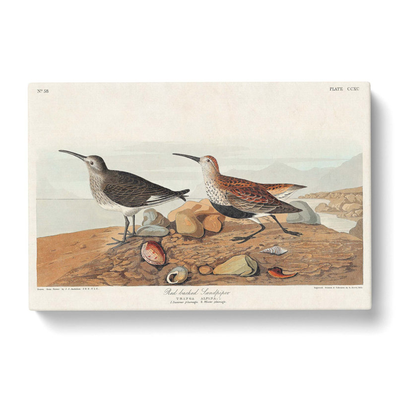 Sandpiper by John Audubon - Wrapped Canvas, 50cm H x 76cm W x 3cm D
