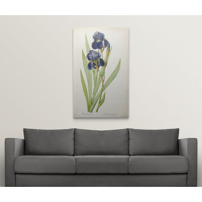 «Iris Germanica», impression